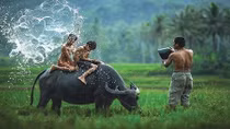 Năm sửu và những điều thú vị về loài trâu