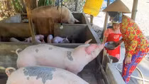 Nhớ “hụi heo” ăn Tết ở miền Tây Nam bộ