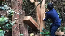 Cận cảnh hiện trường rừng nguyên sinh bị lâm tặc triệt hạ