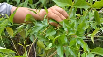 Ngăn chặn nạn tự tử bằng lá ngón ở vùng cao