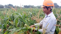 Nhiều nông dân phải phá bỏ ruộng ngô “đắng”