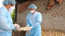 Quyết liệt phòng, chống dịch cúm gia cầm độc lực cao A/H5N8