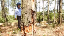 Rừng thông của TP Đông Hà bị xâm hại nghiêm trọng