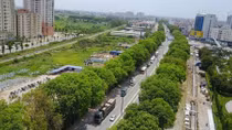 “Số phận” 1.300 cây xà cừ chưa ngã ngũ