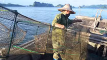 Kiên quyết xử lý ngư dân khai thác thủy sản bằng “lồng bát quái”