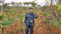 Hoa màu chết hàng loạt vì bị doanh nghiệp cản trở dòng chảy