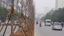 Hà Nội trồng phong lá đỏ: Cần chọn giống và chăm sóc phù hợp