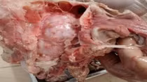 Người dân ngại ăn thịt heo vì sợ mắc bệnh