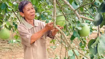 Nông dân làm du lịch từ vườn cây thanh trà