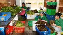 Giá rau giảm mạnh, nhiều nông dân thất thu