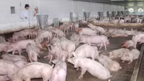 Ngành chăn nuôi đang trầy trật trên sân nhà