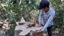 Khởi tố vụ án phá rừng phòng hộ Sông Tranh
