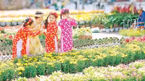 Tản mạn hoa tết