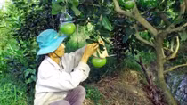 Tất bật chuẩn bị trái cây tạo hình bán Tết