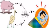 Gây viêm não không chỉ có virus viêm não Nhật Bản B