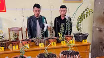 Bắt giữ 2 kẻ chuyên “săn” trộm lan đột biến
