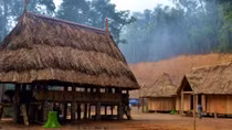 Làng mới giữa rừng pơ mu