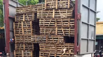 Gần tấn "tiểu hổ" bị tạm giữ ở Quảng Ninh
