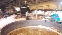 TP Hồ Chí Minh khuyến cáo không sử dụng thức ăn thừa cho lợn