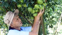 Lo mất mùa trái cây Tết vì thời tiết thất thường