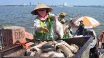 Sẽ công bố nguyên nhân cá chết ở Hồ Tây khi có kết quả điều tra