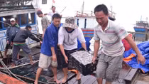 Ngư dân Quảng Trị trúng đậm “lộc biển” đầu năm