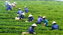 Ký ức vùng chè cổ nhất Tây Nguyên
