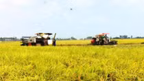 Agribank cam kết đáp ứng đủ vốn cho sản xuất, chế biến, tiêu thụ lúa gạo