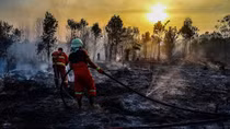 Indonesia: Chống cháy rừng bằng cấm phá rừng