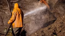 Mặt trái của chợ đen ngà voi tuyệt chủng