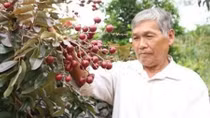 Thực hư chuyện thương lái Thái Lan lùng mua nhãn tím Sóc Trăng