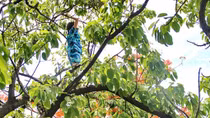 Cảnh sát giải cứu cô gái “ngáo đá” trên cành cây cao