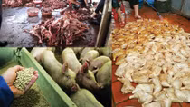 Ngăn chặn thực phẩm “bẩn” đổ bộ về Thủ đô