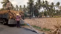Nông dân trồng mía ở Sóc Trăng “tan nát cõi lòng”