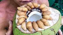 Cũng xin lượng biển uy đèn thứ cho