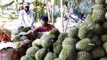 Nhà vườn Tiền Giang phấn khởi thu tiền tỷ từ sầu riêng