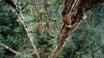 Bộ lạc sống trên cây ở Indonesia