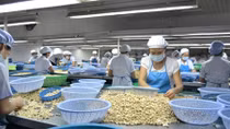 Hạt điều Bình Phước bị mạo danh rao bán với giá siêu rẻ
