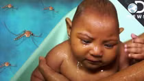 Cảnh giác nhưng đừng hoảng sợ với virus Zika