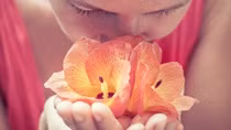 Bộ não cũng có... mũi