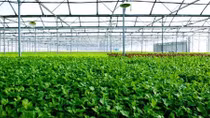 VinEco sẽ thu mua sản phẩm theo sản lượng đã cam kết