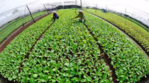 Agribank dành 50 ngàn tỷ đồng phục vụ nông nghiệp sạch