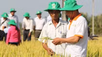Lai tạo giống cây thích ứng với hạn, mặn vùng Đồng bằng sông Cửu Long