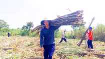 Nhà máy đường “đóng cửa” trước vụ mía mới