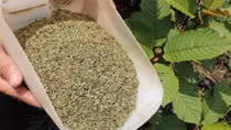 “Thần dược” kratom khiến cả thế giới lo ngại