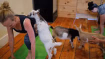 Tập yoga với... dê