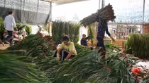 Đà Lạt trúng lớn vụ hoa Tết