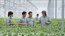 Làm chỗ dựa tin cậy cho nông dân để tăng chuỗi giá trị