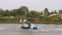 Vụ vỡ chuỗi liên kết dọc cá tra Tafishco (An Giang): Cần sớm giải quyết dứt điểm