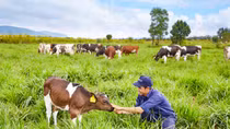 Vinamilk ra mắt sản phẩm sữa tươi organic được sản xuất đầu tiên tại Việt Nam 